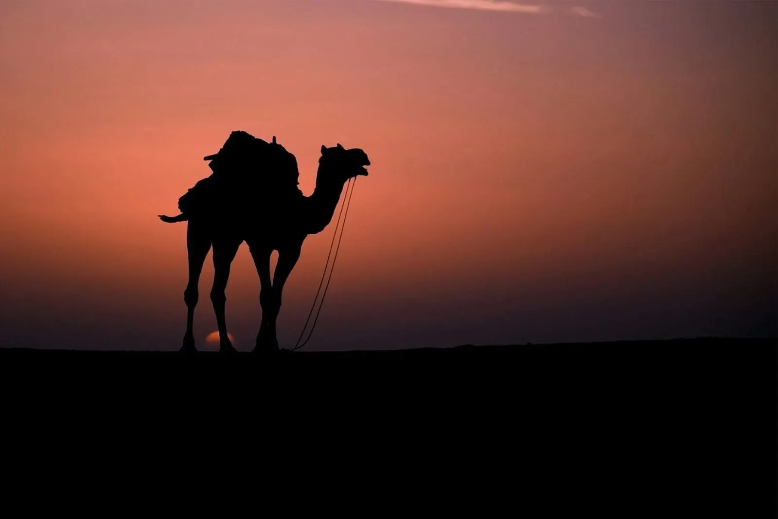 Camel silhouetted against a golden sunset in the Thar Desert near Jaisalmer